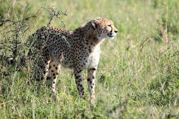 Cheetah - Maasai Mara Reserve - Kenya