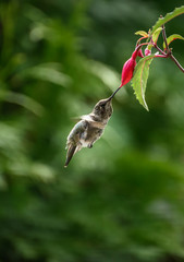Anna's Hummingbird 2702