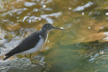Solitary Sandpiper wading near shore