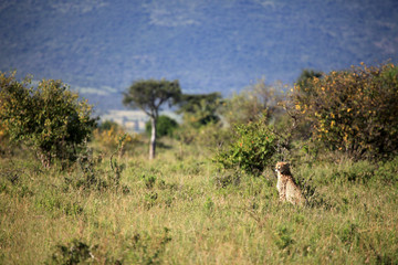 Cheetah - Maasai Mara Reserve - Kenya