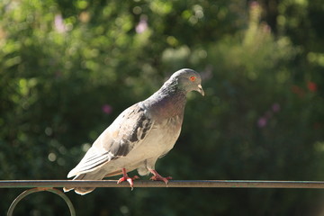 cygnes majestueux