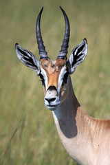 Maasai Mara Reserve - Kenya