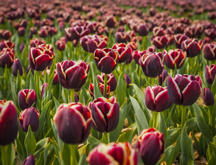 Tulip. Beautiful field garden of tulips. colorful tulips. tulips in spring,colourful tulip different standing out tulip