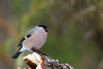 he bullfinch, common bullfinch or Eurasian bullfinch ( Pyrrhula pyrrhula) sitting on the branch with green background