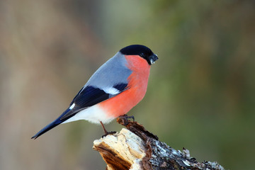 he bullfinch, common bullfinch or Eurasian bullfinch ( Pyrrhula pyrrhula) sitting on the branch with green background