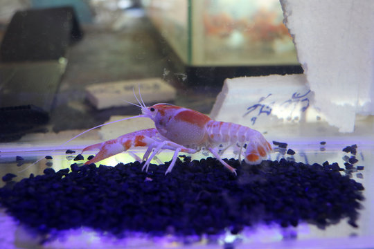 Crayfish orange and white color on the dark blue gravel in the glass tank.(crawdads, freshwater lobsters, mountain lobsters, mudbugs or yabbies) They are freshwater crustaceans resembling small lobste