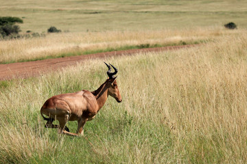 Topi - Kenya