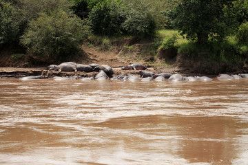Hippo in Mara River - Kenya
