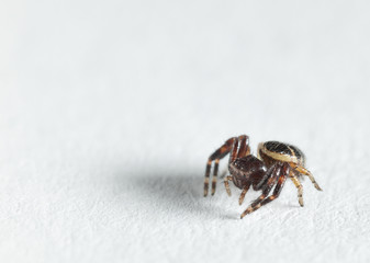 Small spider on paper