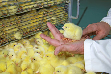 Farmer holds chick on hand, baby chicken were hatched from eggs in incubator