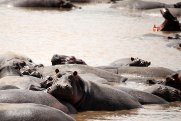 Hippo in Mara River - Kenya