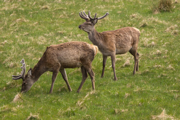 Assynt Peninsula, Scotland - June 7, 2012: Closeup of two wild Red Deer standing in grassy field. Brown hides, both have antlers.