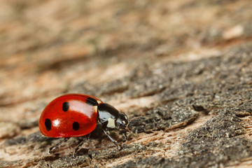 Macro of ladybird on wood