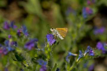 Dickkopffalter saugt Nektar an einer Blüte © nounours1