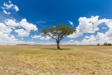 Fototapeta na wymiar acacia tree in savannah at africa