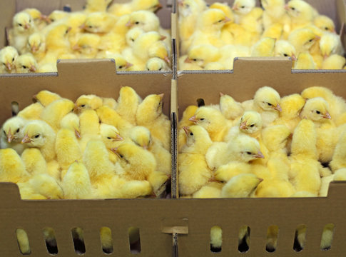 Baby chicken in farm hatchery, sorting and packing small chicks in boxes