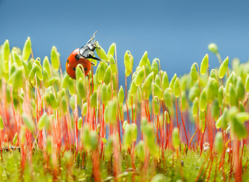 Ladybird in moss