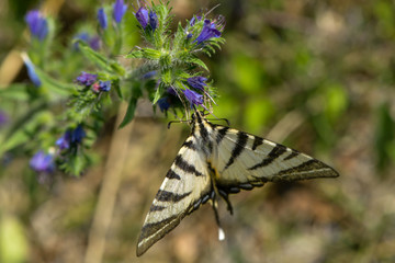 Segelfalter saugt Nektar an einer Blüte
