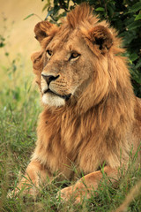 Male Lion - Kenya