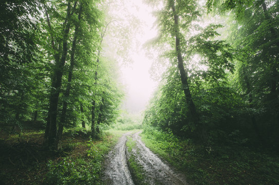 Fototapeta road through green forest on rainy day