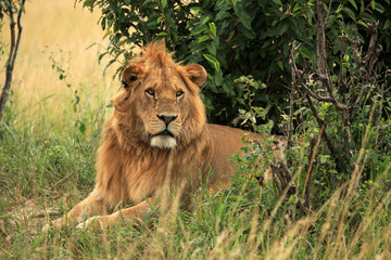 Male Lion - Kenya
