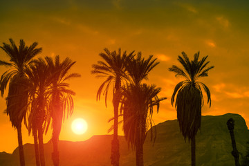 Obraz na płótnie Canvas Palm trees against mountain at sunset