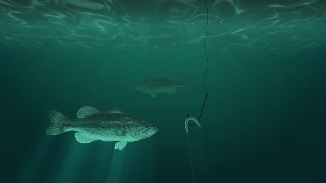 Fish Swim Next to a Hook with a Bait
