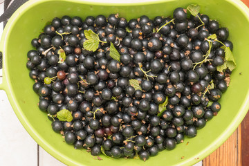Black currant green plastic bowl