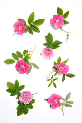 Floral wallpaper, pink rose hips on white background.