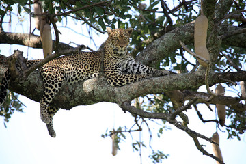 Fototapeta na wymiar Leopard in Tree - Kenya