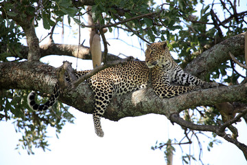 Leopard in Tree - Kenya
