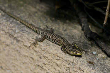 Mauereidechse am Gartenzaun