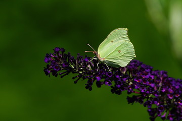 Zitronenfalter,Tagfalter,Schmetterling