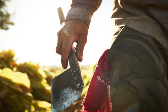 Portrait of Mexican migrant worker, harvesting tobacco in Kentucky.