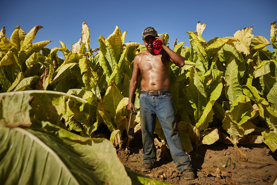 Portrait of Mexican migrant worker, harvesting tobacco in Kentucky.