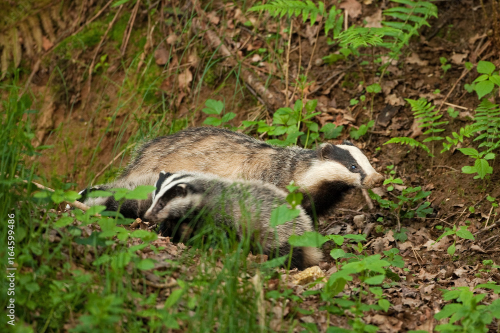 Wall mural european badger , meles meles, czech republic