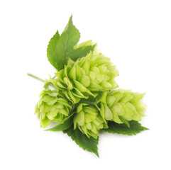 Fresh green hop branch, isolated on white background