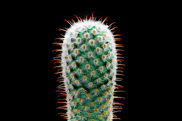 cactus on black background © Thanarot