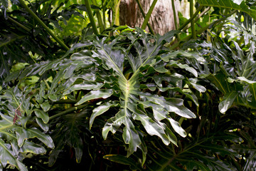 Large Green leaf plants leaves 