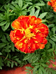 Marigold on green background, close up view. Vertical photo.