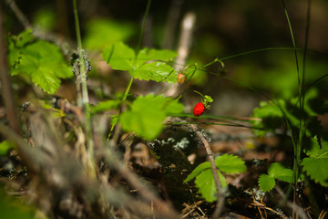 ягоды земляники в лесу