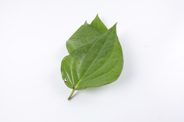 Fototapeta premium Betel leaf of Indian subcontinent