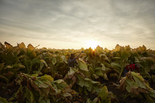 Portrait of Mexican migrant worker, harvesting tobacco in Kentucky.