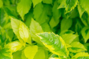 green leaves background