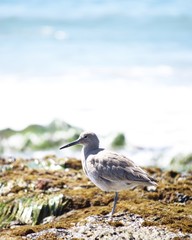 Sandpiper by the ocean