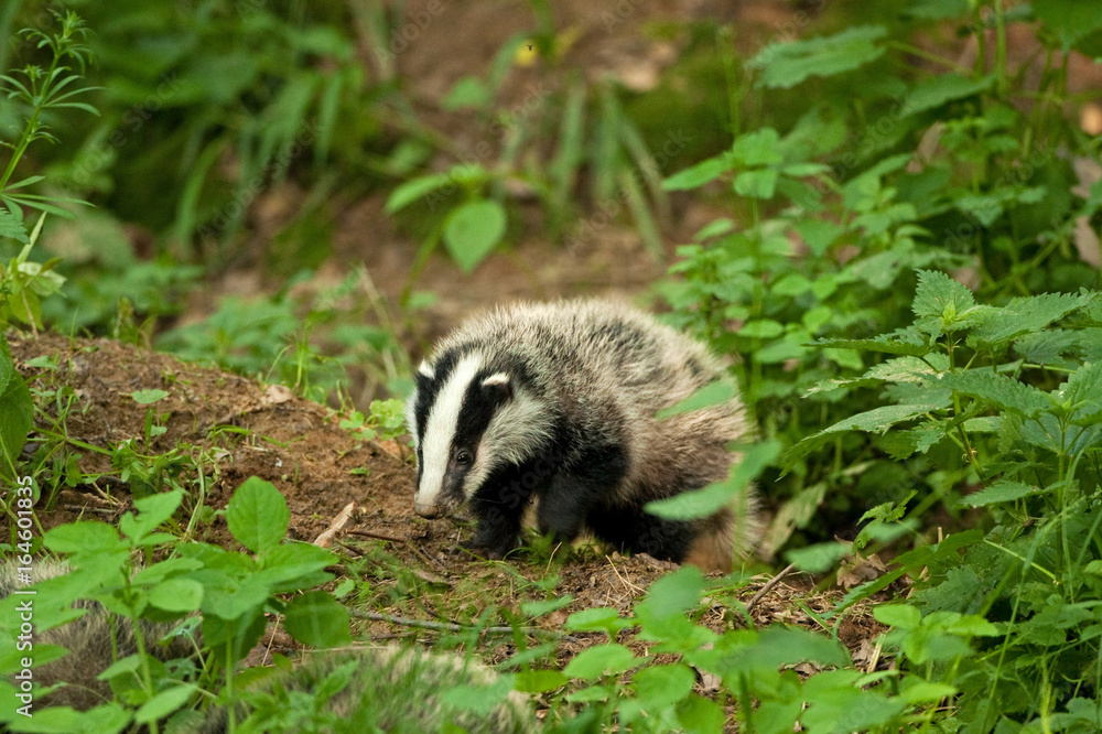 Wall mural european badger , meles meles, czech republic