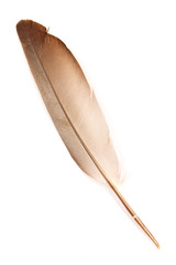 Fototapeta na wymiar Feather isolated on white background