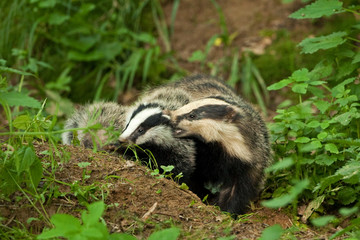 european badger , meles meles, Czech republic