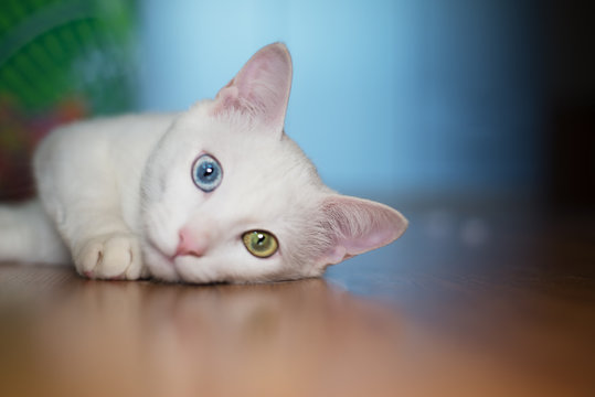 Portrait of a white cat with different eyes color