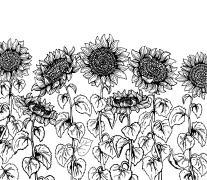 Set of hand drawn Graphic sunflower vintage sketch line